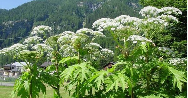 Panace di Mantegazza